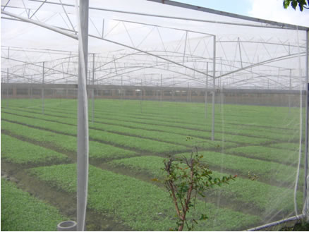 Problems Needing Attention In Anti Insect Net Mulching Cultivation