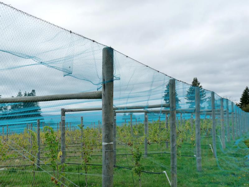 Anti Bird Net Can Protect The Fruit Orchard