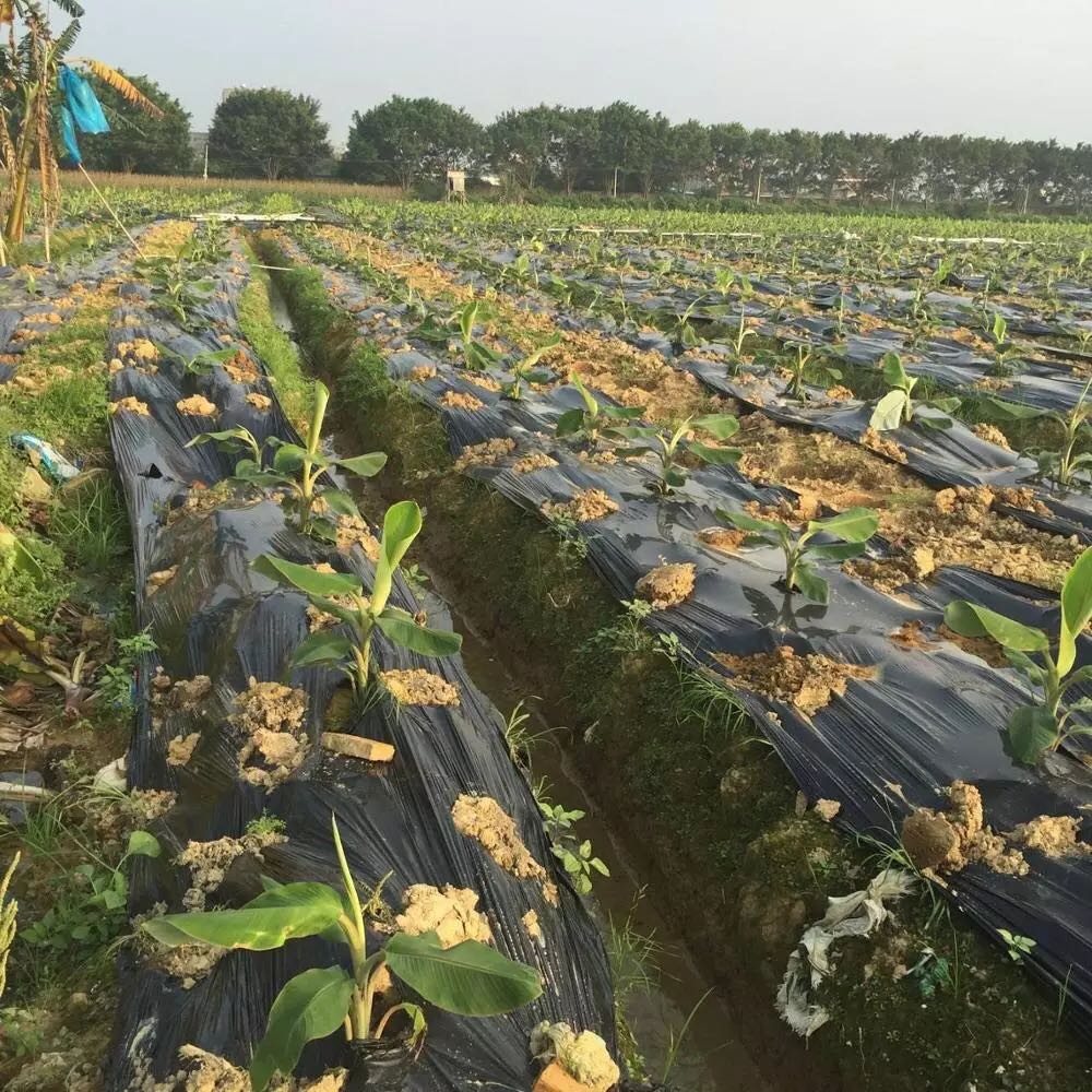 Silver Black Plastic Mulch Film For Agriculture Weed Mat