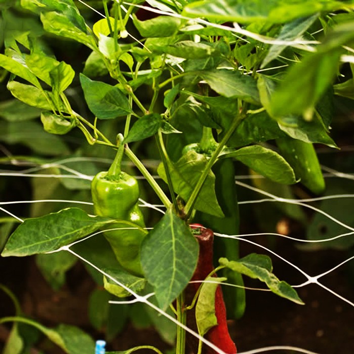plant support net